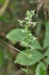 Green fringed orchid